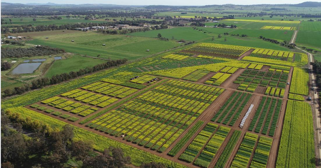 New canola variety hot to trot