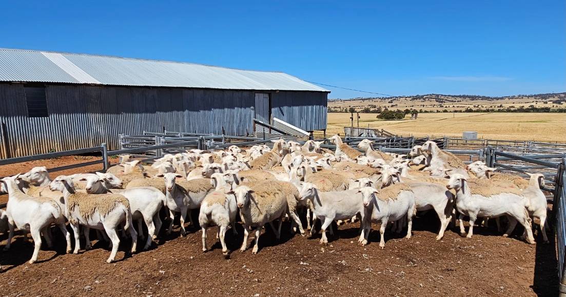 Chocolate Hills red tag ewes make $252 | Farm Weekly