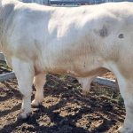 Charolais cross feeder heifers 16-18 months make $950/hd at Toogoolawah | Queensland Country Life