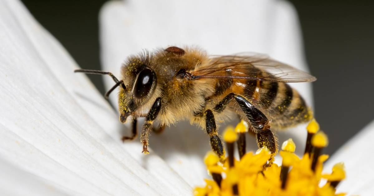 A 2020 Varroa outbreak simulation warned of impact