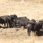 Gold City bull sale averages $5427 at Charters Towers | Queensland Country Life