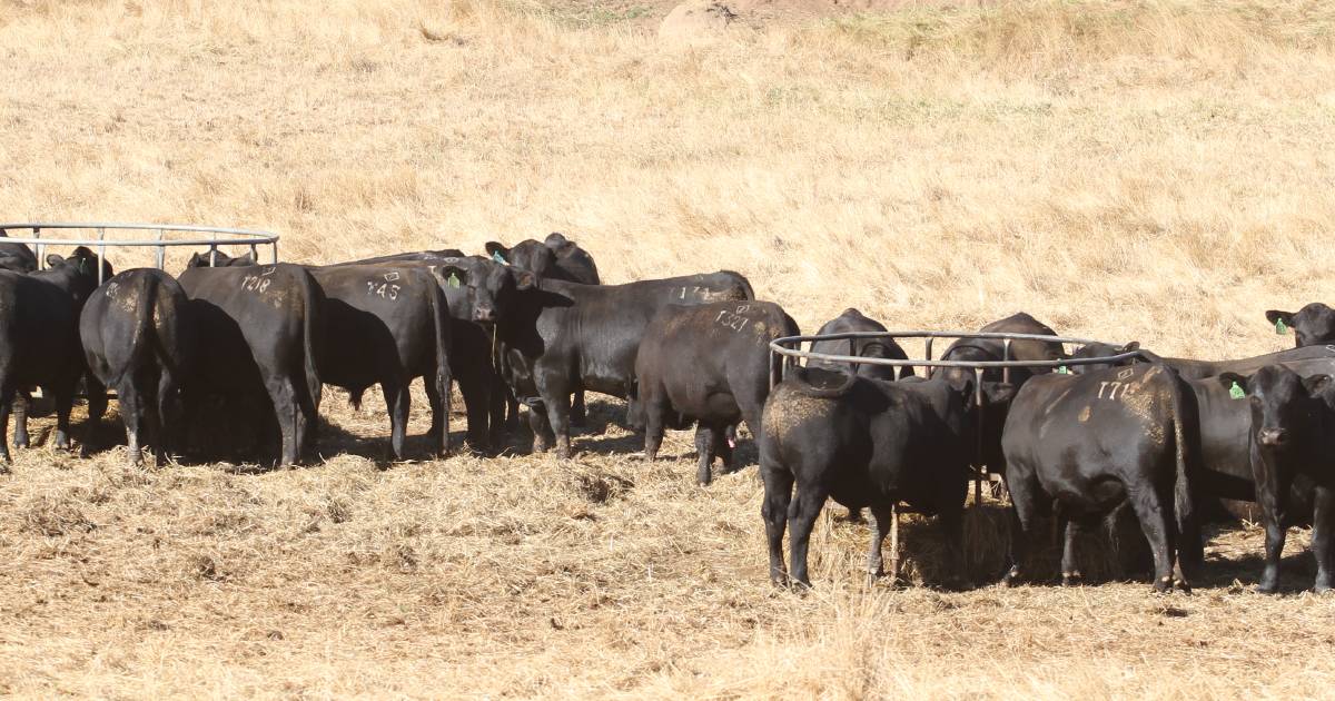 Improve cattle productivity by breeding and feeding