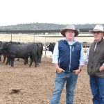 Buyer confidence pushes dearer market at Dubbo store sale