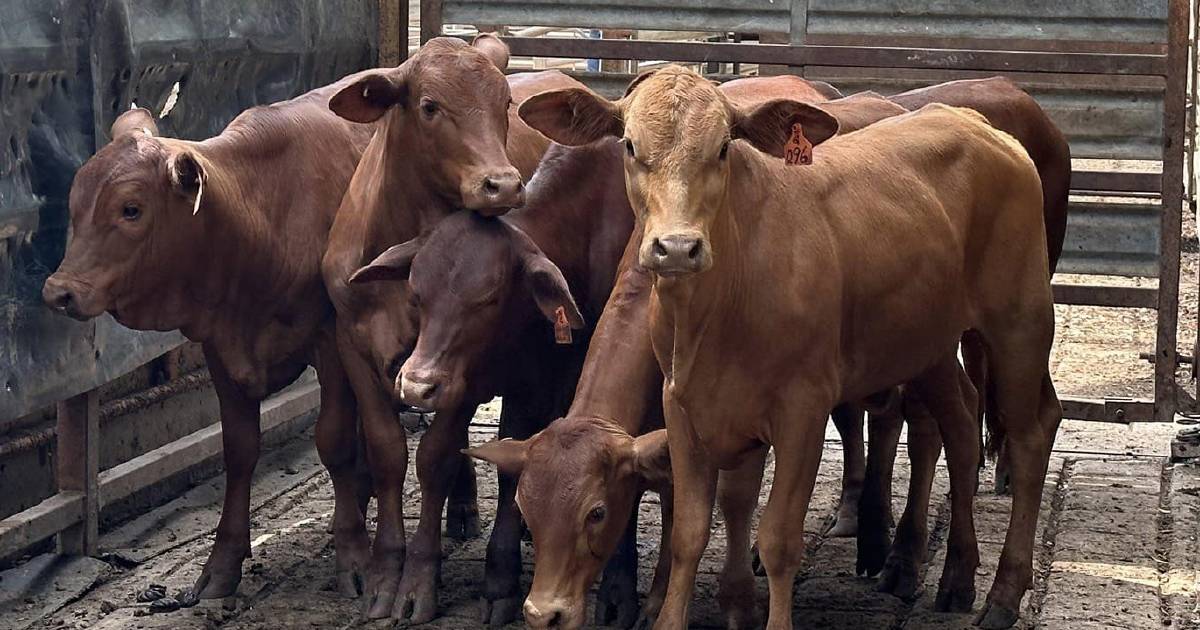 Yearling heifers 200-300kg top at 230c, average 149 at Mareeba | North Queensland Register