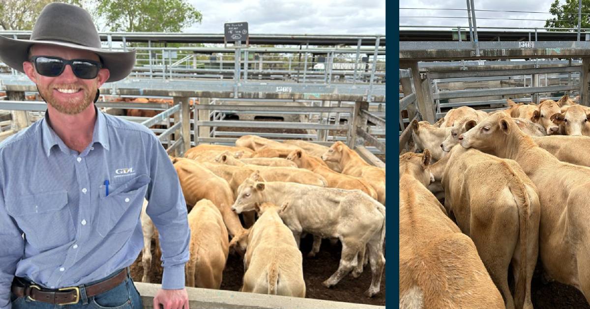 Heavy steers up 52c/kg at Gracemere