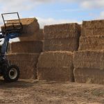 Smaller yarding at Mareeba