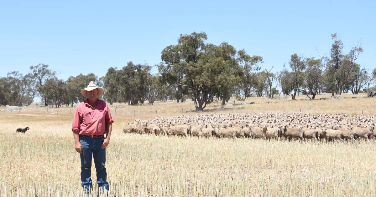 Summer, a top time to manage worms in sheep