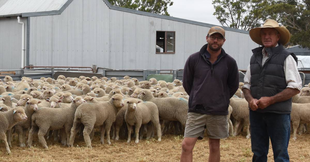 Repeat buyers strong at Yass circuit lamb sale