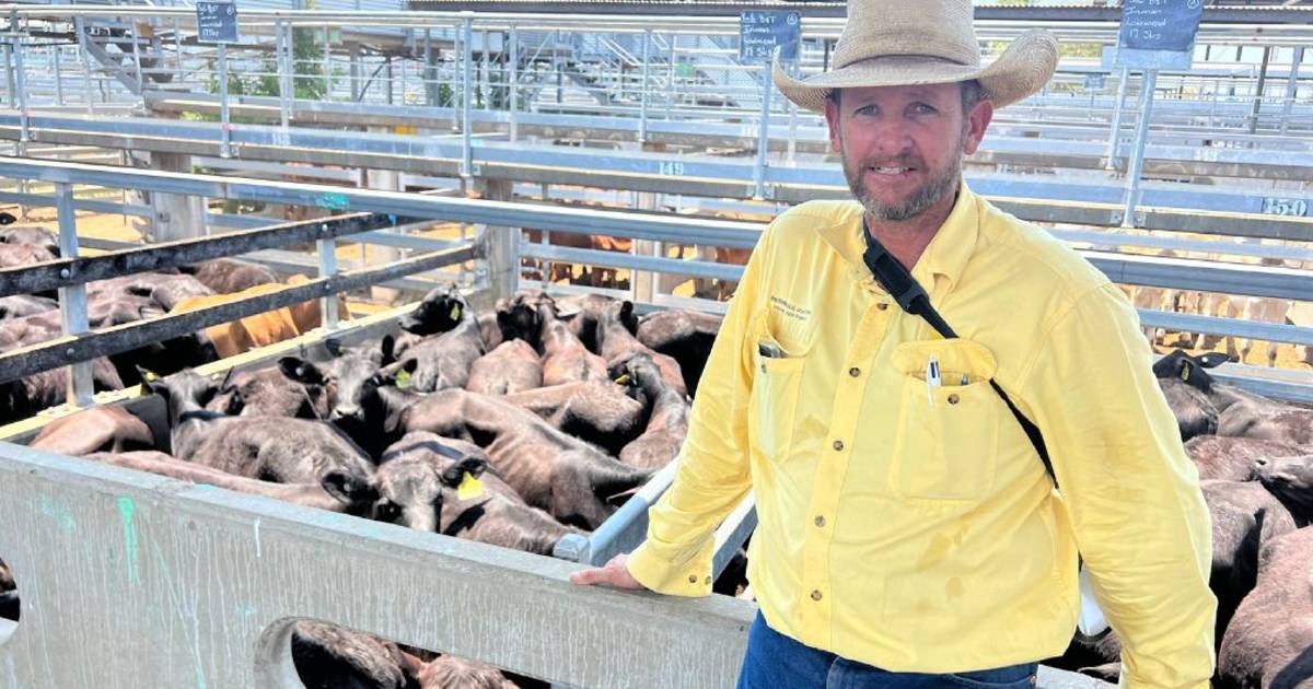 Competition for weaner heifers at Gracemere