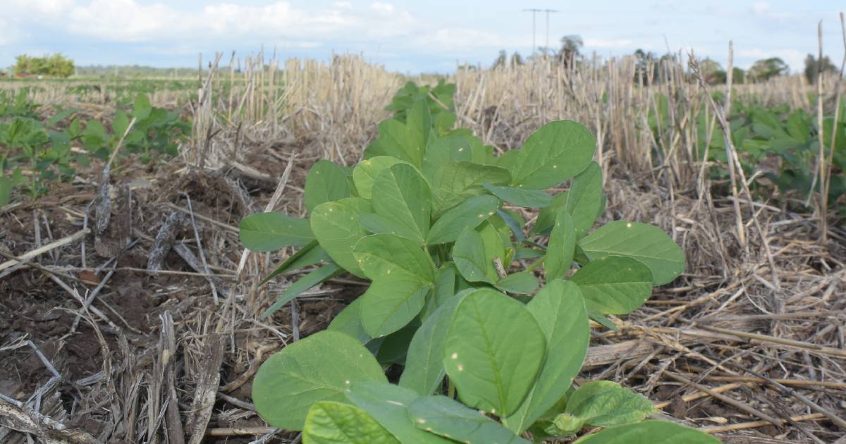 When is a cropping system successful?