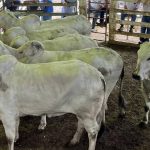 Online bidders push female sale results at Carcoar