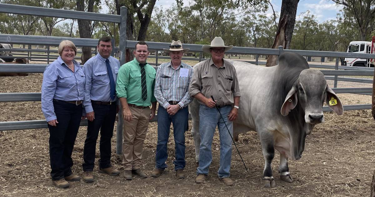 Brahman bulls reach a top price of $16,000 at Nebo's Beef Country sale