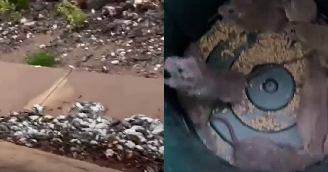 Rats swarm Karumba in the Gulf