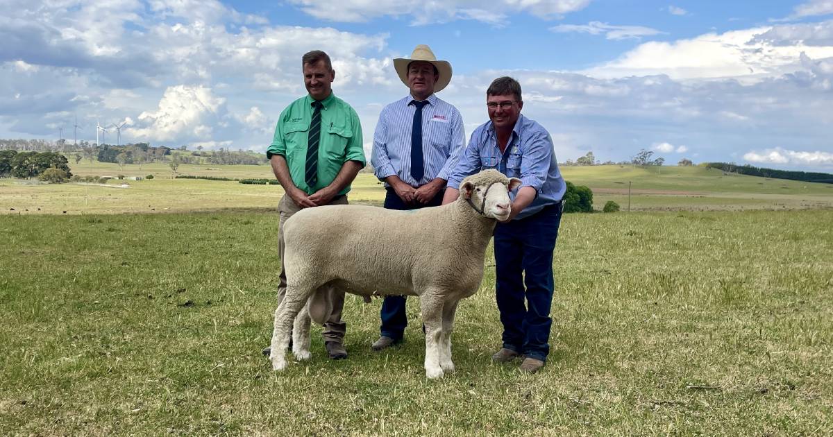 Top-priced Hillden ram heads to Tamworth