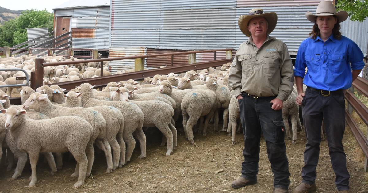 Rain rallies lamb prices