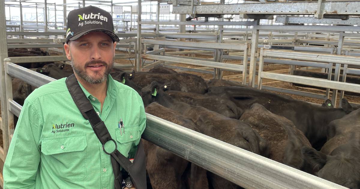 Young cattle prices improve across NSW | The First Draft