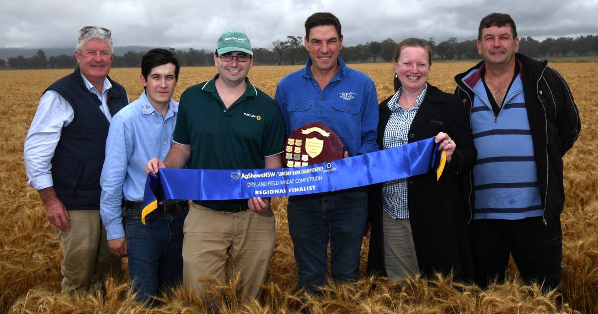 NSW Dryland Field Wheat Competition judging continues