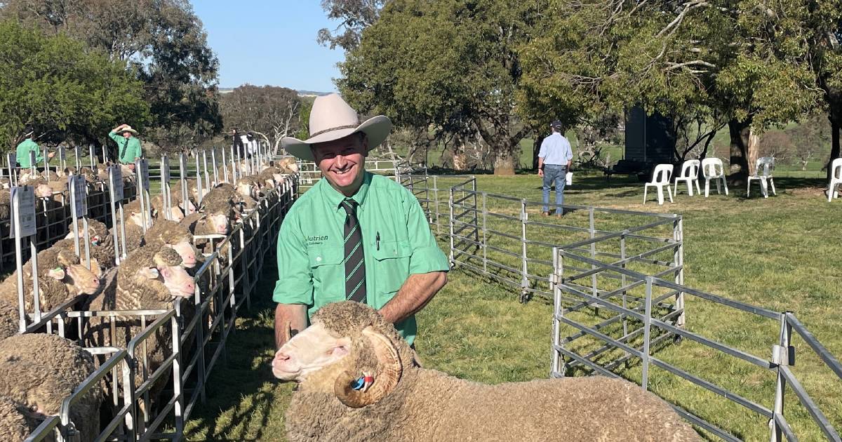 Merino show moves to Bathurst | The Land