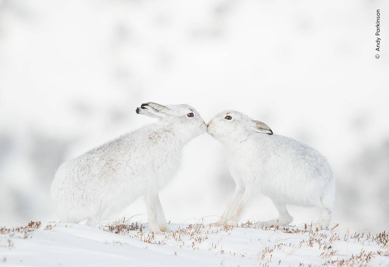 The 25 stunning images shortlisted for Wildlife Photographer of the Year’s People’s Choice award