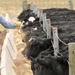 Preparation is key to a successful calving season