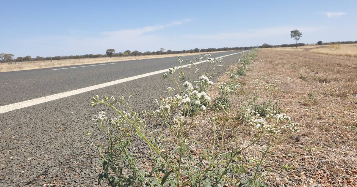 Sticky florestina biosecurity breach concerns Winton Shire Council | Queensland Country Life