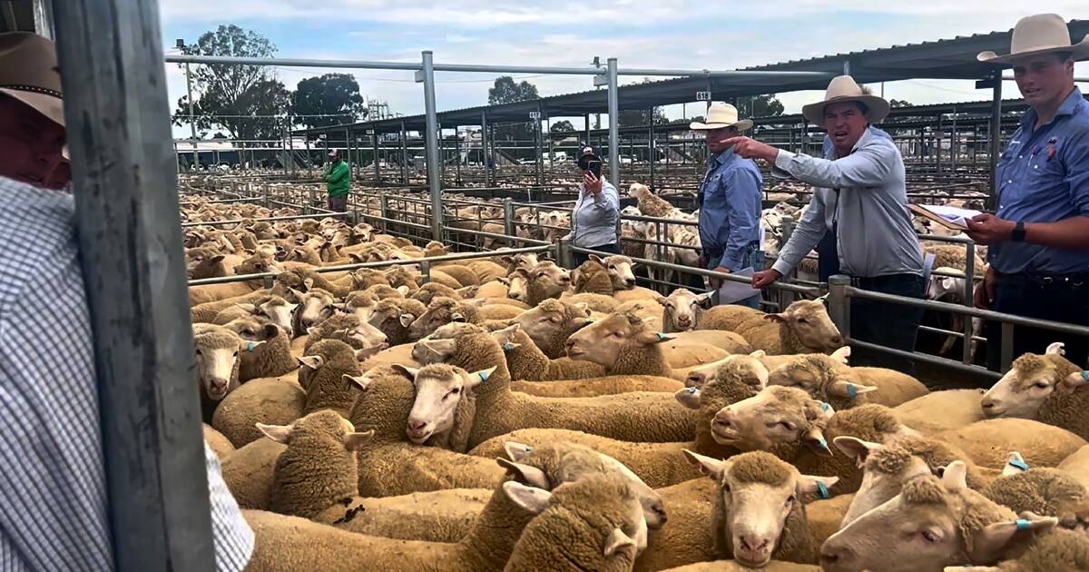 Australia Accused of Flooding Global Lamb Market | The Land