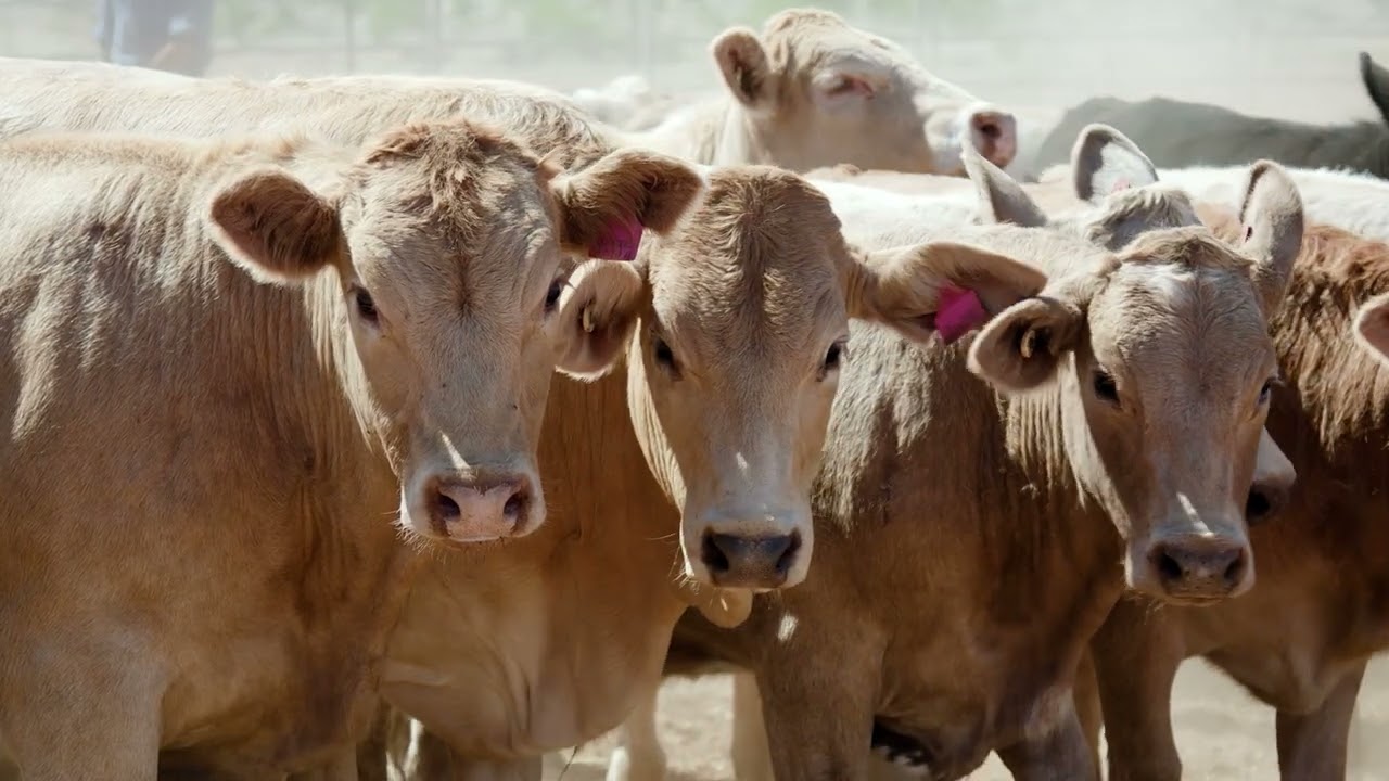 Queensland Beef Trade & Investment