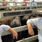 Cecil Plains farmers hoping for Western Downs CSG moratorium