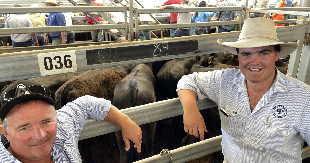 Walcha Angus steers to $1240 at Tamworth's last store sale for 2023