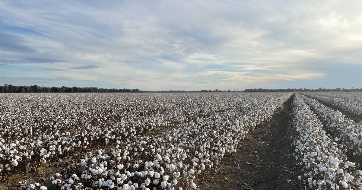 Cotton seed review after "unexpected" field performance