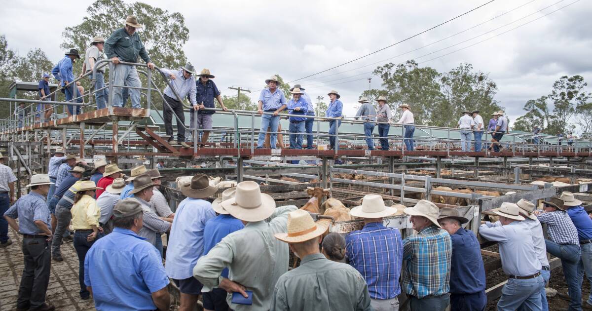 Weaner steers hit 426c at Gympie