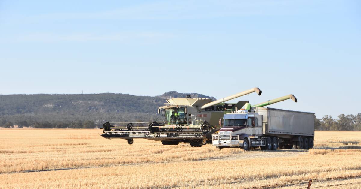 Shortage of high protein wheat in Australia | Queensland Country Life