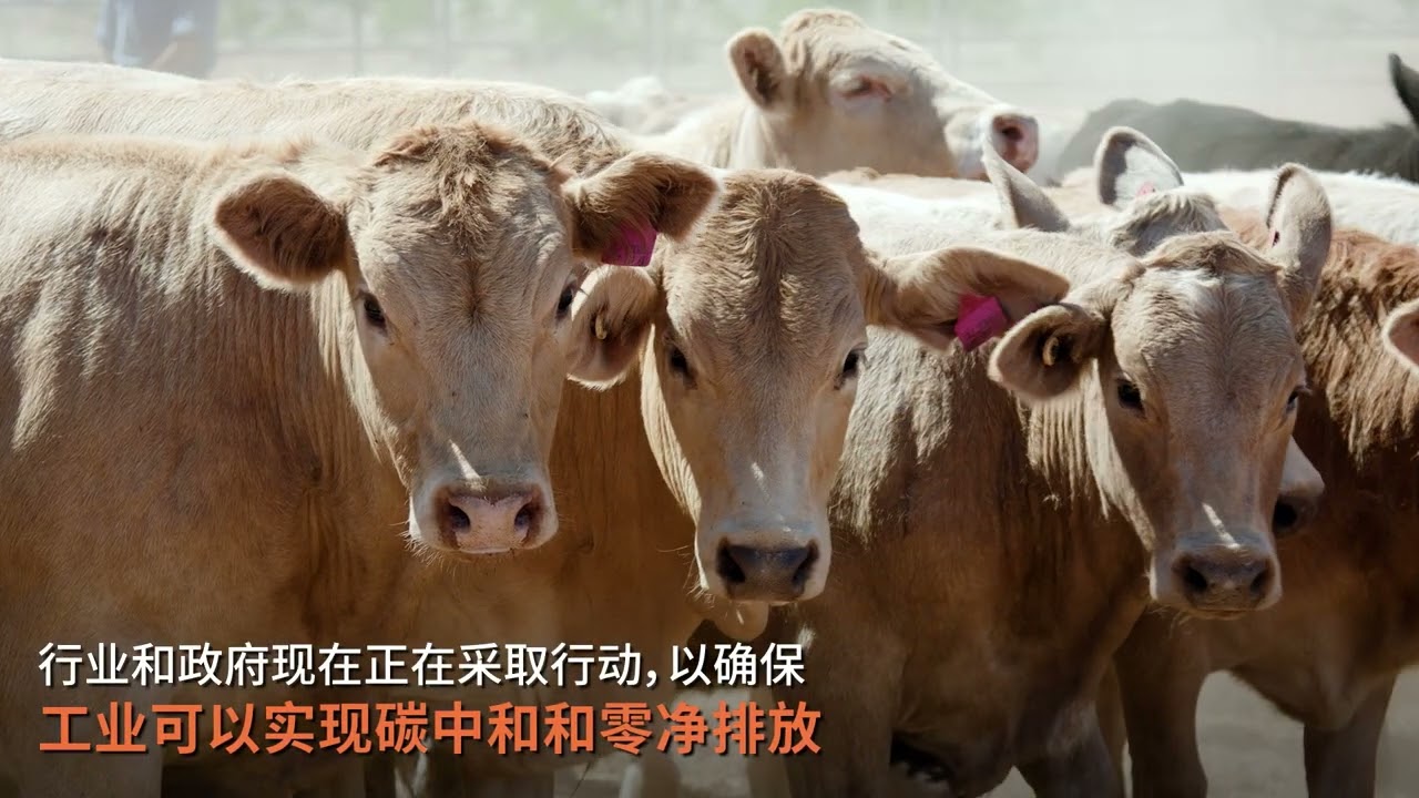 Queensland Beef Trade & Investment (Mandarin)