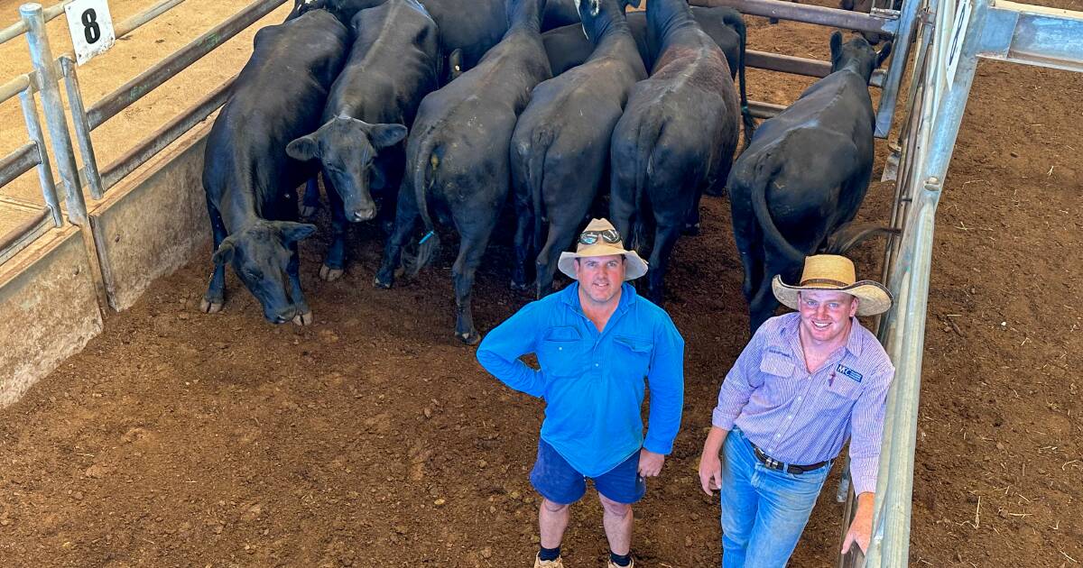 Cows with calves top Forbes store sale at $1840