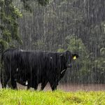 Beef steer lines sell to $1028 at Muchea Livestock Centre