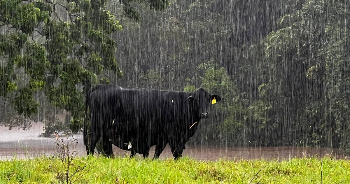 Newborn calves dying as intense rain and flooding swamp Atherton Tablelands