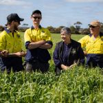 How to best manage, eradicate and utilise African lovegrass