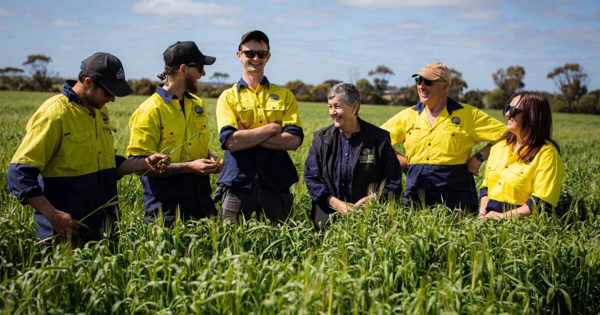 How Woolworths meat supplier of the year grades 99-plus per cent