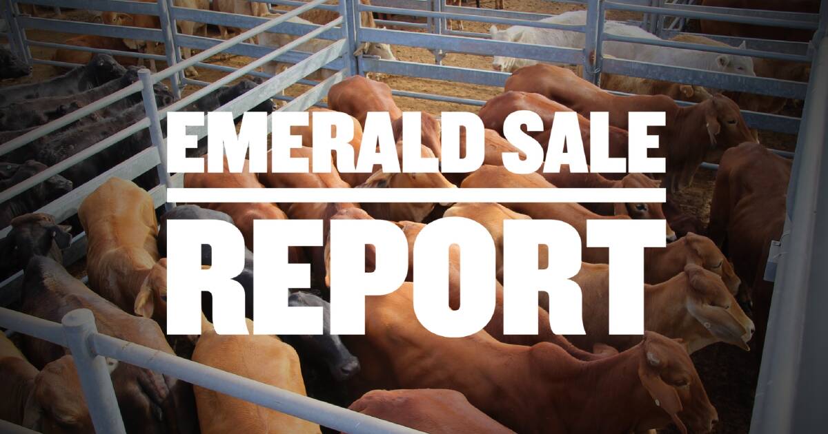 Highlights from the last Emerald cattle sale for 2023 | Queensland Country Life