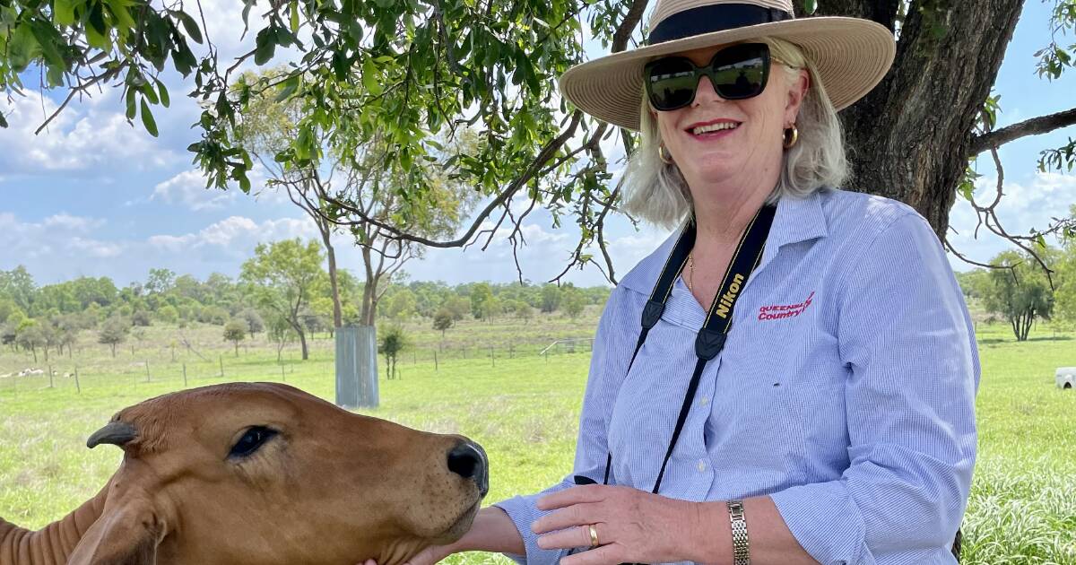 Learning curve includes 'never taking one's eye off a parading stud bull'