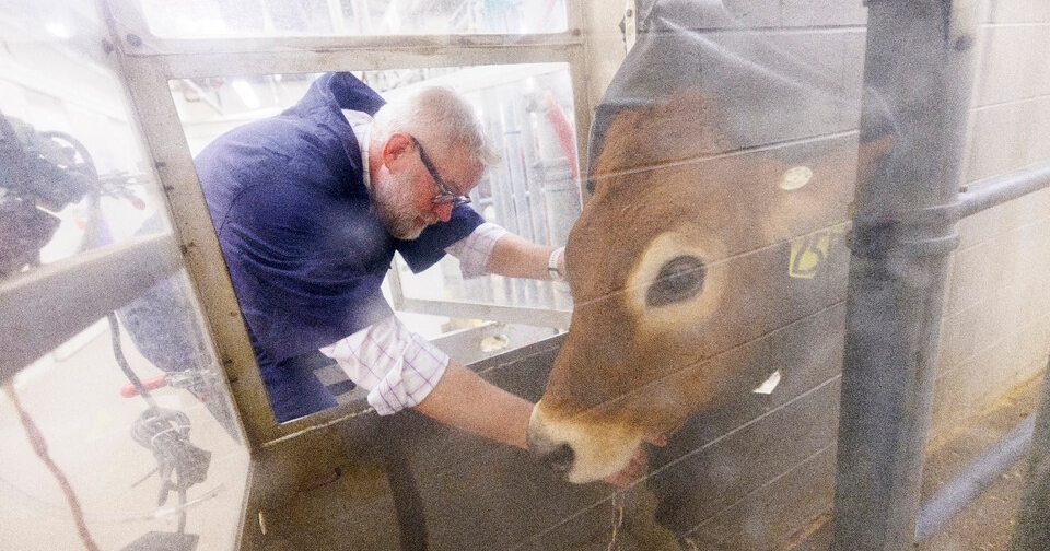 UNL researchers aim to reduce methane emissions from cattle