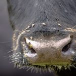 Angus steer weaners top $1035 at the 32nd IRA sale at Pemberton | Farm Weekly