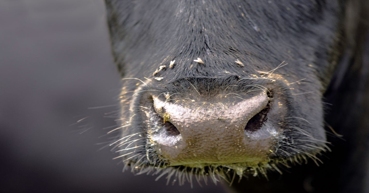 Study IDs organic alternative for fighting cattle-pestering flies