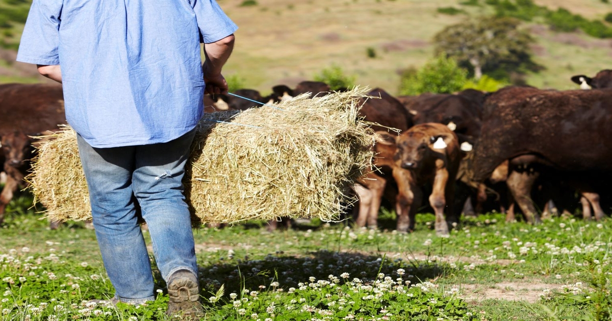 UNL announces Fundamentals of Feeding the Cow webinars