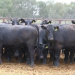 Rural Women hail from Kinka Beach, Bullyard, Winton, Einasleigh