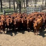 Cows and calves hit $1300 at Beaudesert