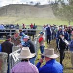 Dalby sale 6 Dec 2023: Market holds up under larger supply