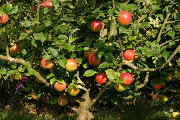 Five of the best eating apples to grow in your garden