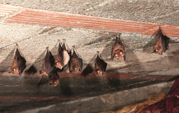 What should you do if bats take up residence in your roof?