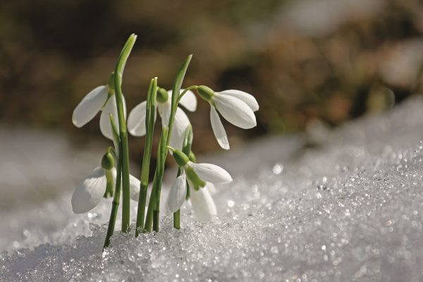 How to create a sweet-smelling winter garden